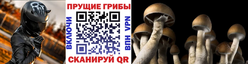 Псилоцибиновые грибы прущие грибы Олонец